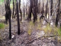 Bushfire Hazard Assessment