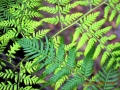 Sustainable Forestry