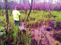 Wetland Management